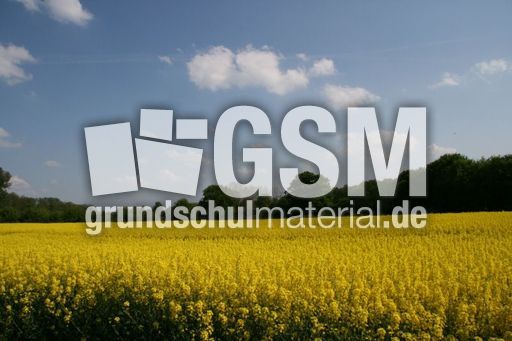 Rapsfeld_3051.jpg